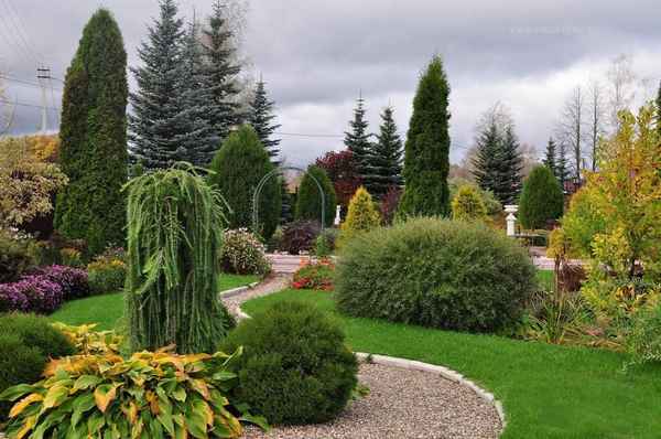 Применение хвойных растений в ландшафтном дизайне