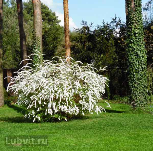 Что такое солитеры и особенности их применения в ландшафтном дизайне