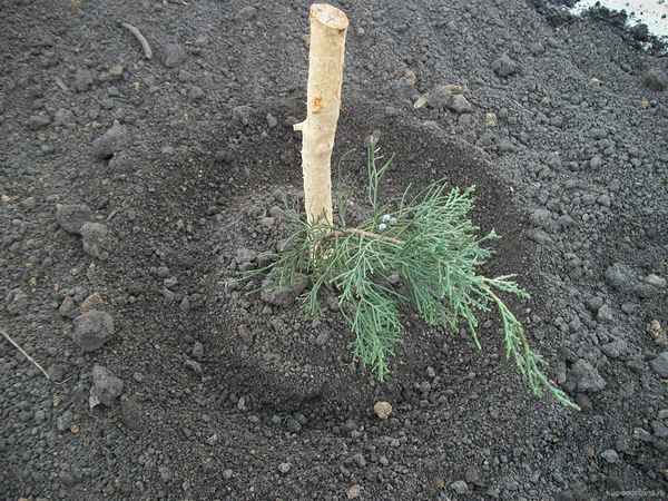 Как сажать кипарисовик в открытый грунт