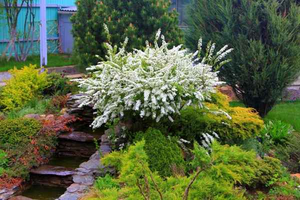 Использование спиреи в ландшафтном дизайне