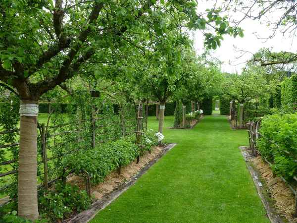 Плодовый сад в ландшафтном дизайне