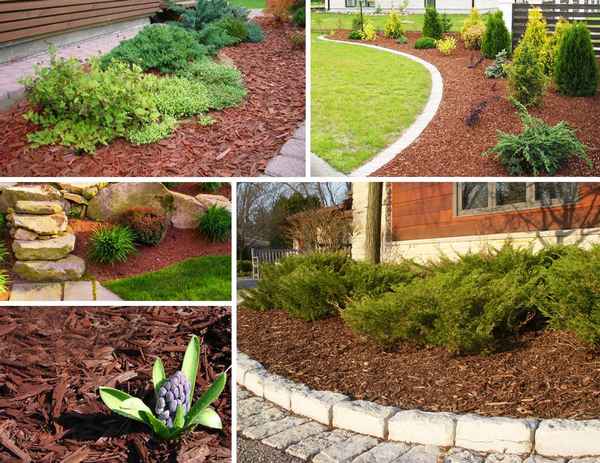 Мульча из сосновой коры, применение в саду и огороде