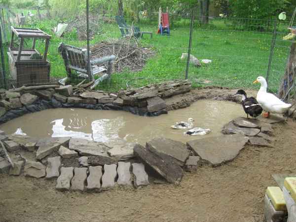 Искусственный водоём для гусей и уток своими руками