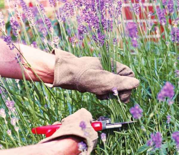 Весенняя обрезка лаванды для шикарного цветения