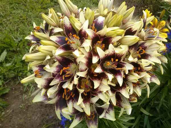 7 редких сортов лилий