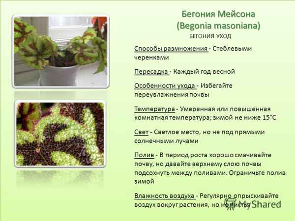 Бегония императорская: уход и особенности размножения