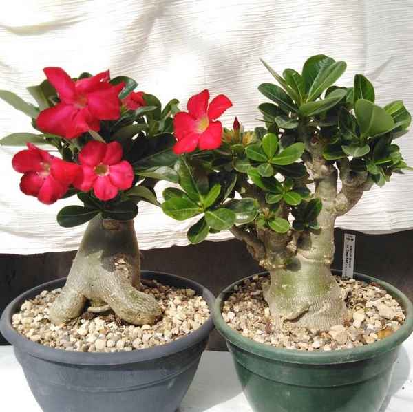 Адениум: описание сортов, выращивание растения дома, уход