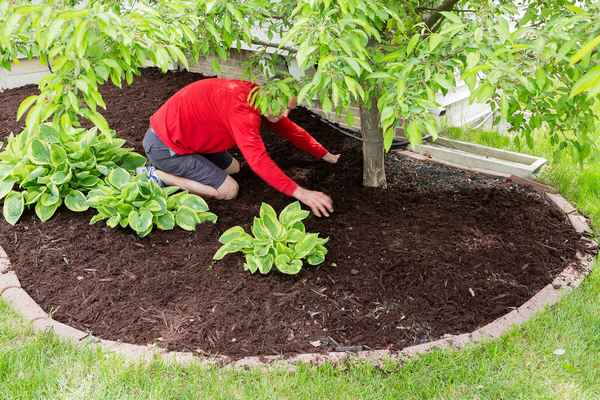 Все «за» и «против» использования мульчи в огороде