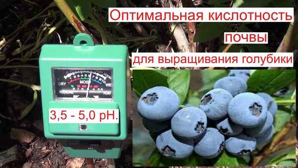 Как можно повысить кислотность почвы для выращивания гoлyбики