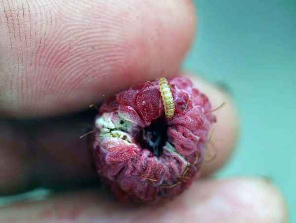 Как бороться с червячками в малине