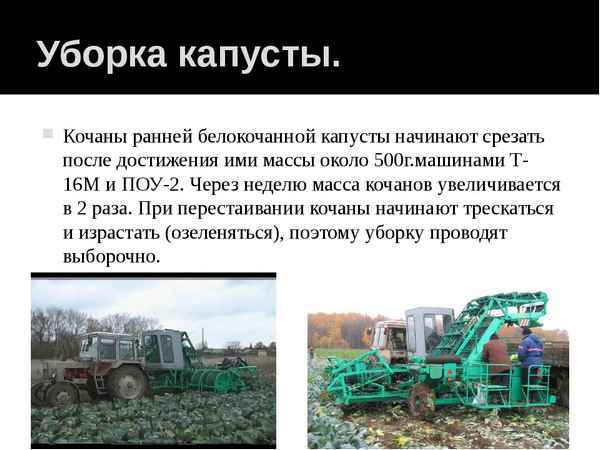 Сроки и способы уборки капусты