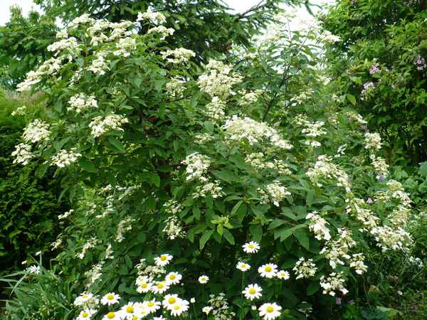 Выращивание почвопокровной гортензии Бретшнейдера