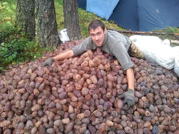 Когда собирают кедровые шишки