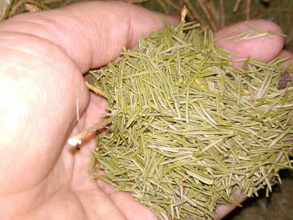 11 способов применения хвои на даче