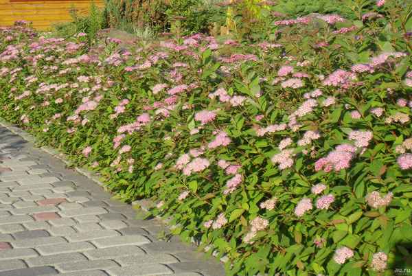 Спирея японская: сорта для живой изгороди