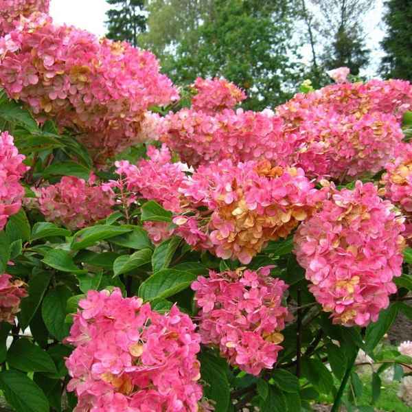 Метельчатая гортензия Эрли Сенсейшен