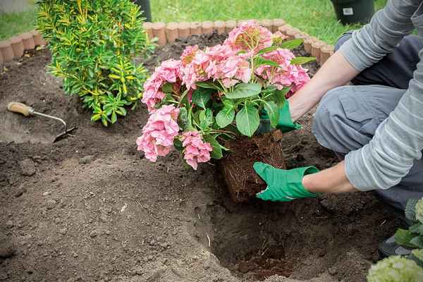 Особенности посадки и ухода за гортензией весной