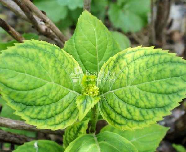 Хлороз гортензии: причины и дальнейшее лечение