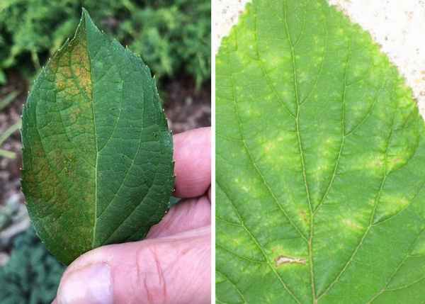 Пятна на листьях гортензии: причины и их лечение