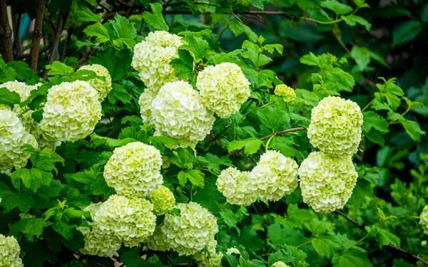 Почему гортензия цветёт зелёным цветом