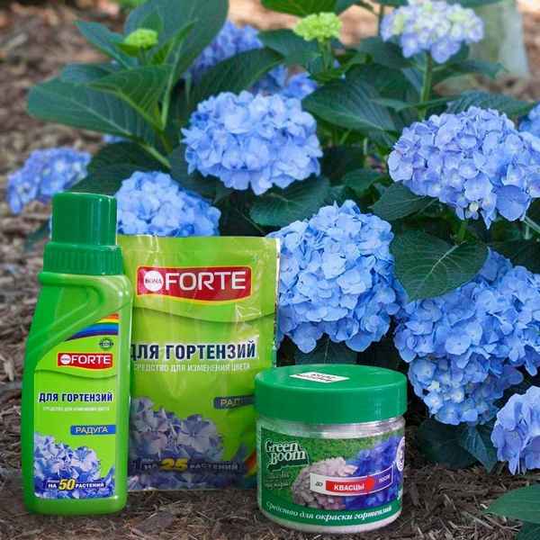 Как изменить цвет гортензии