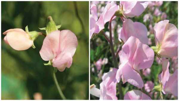 6 лучших сортов душистого горошка для посадки