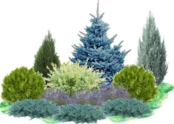 Ландшафтные композиции с гoлyбой елью