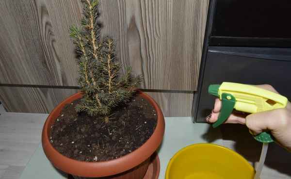 Ель в домашних условиях