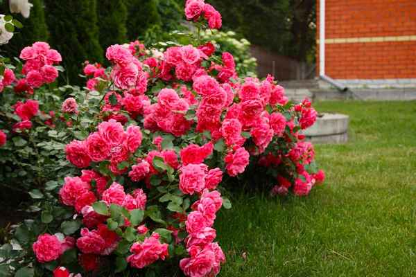 Парковые розы: описание, посадка и дальнейший уход