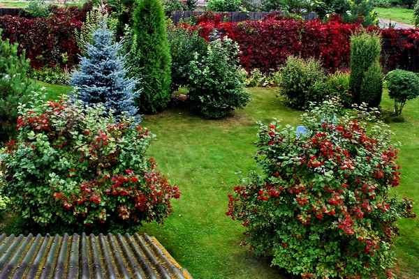 Калина в ландшафтном дизайне