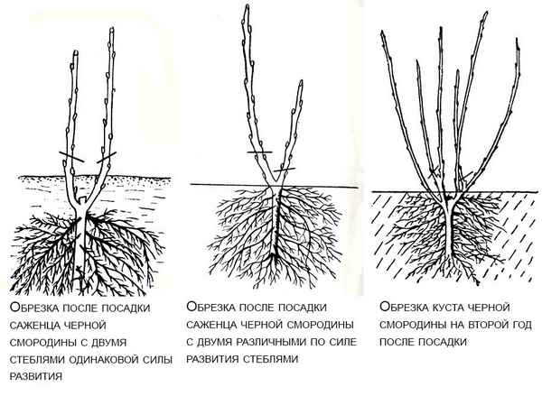 Как правильно посадить смородину: инструкция