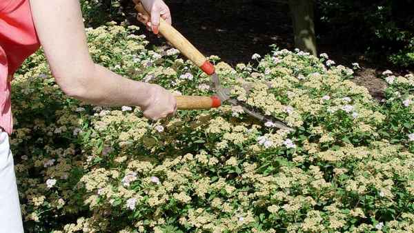 Как посадить спирею и ухаживать за ней