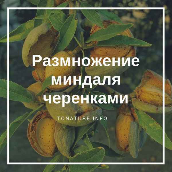 Размножение миндаля