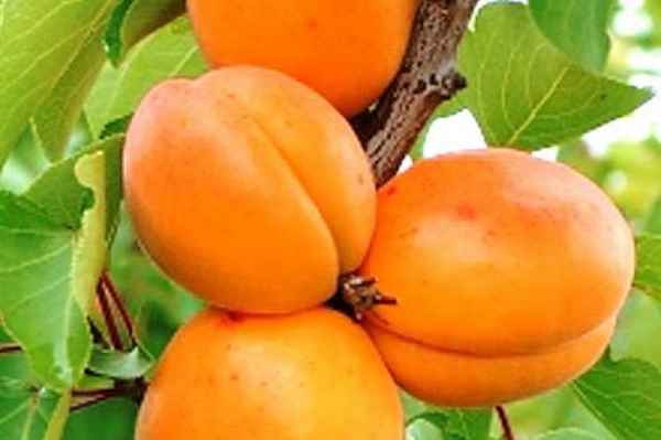 Особенности сорта абрикоса Алёша