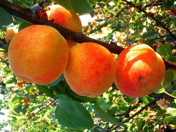 Особенности и хаpaктеристика сорта абрикоса Успех