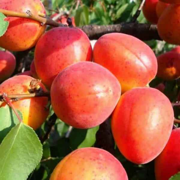 Хаpaктеристика и правила выращивания абрикоса Сын Краснощёкого