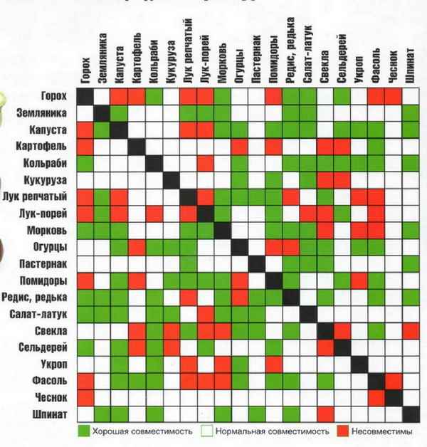 Несовместимые растения, которые нельзя выращивать рядом