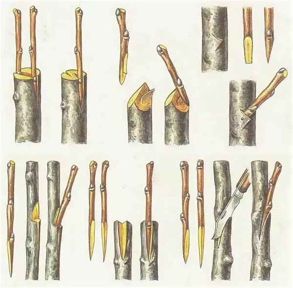 Как правильно можно привить грушу?
