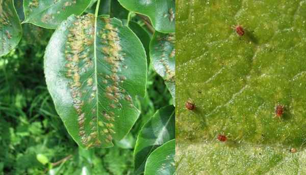 Как бороться с вредителями груши?