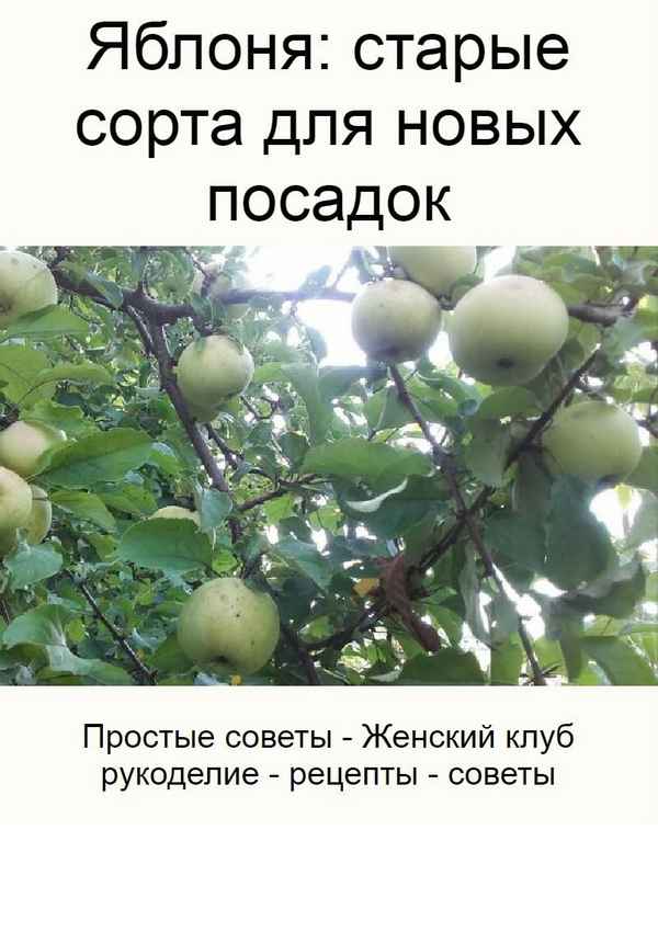 Яблоня: старые сорта для новых посадок