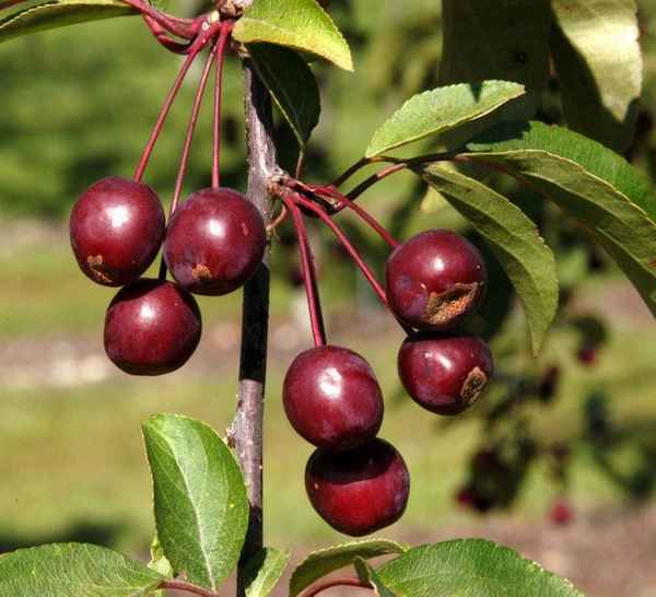 8 лучших сортов декоративных яблонь