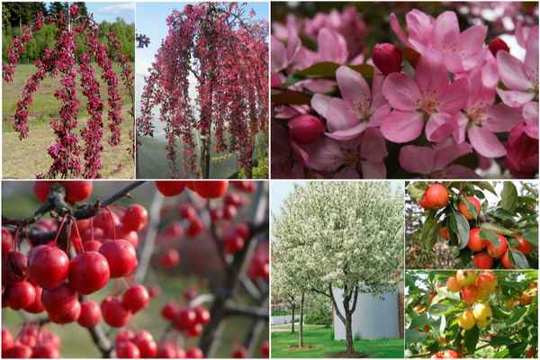 Особенности выращивания и ухода за яблоней Райское яблоко