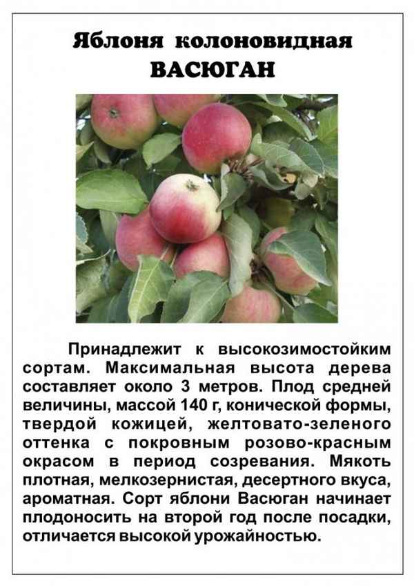 Сорт яблони Васюган: описание и подробная хаpaктеристика, правила выращивания