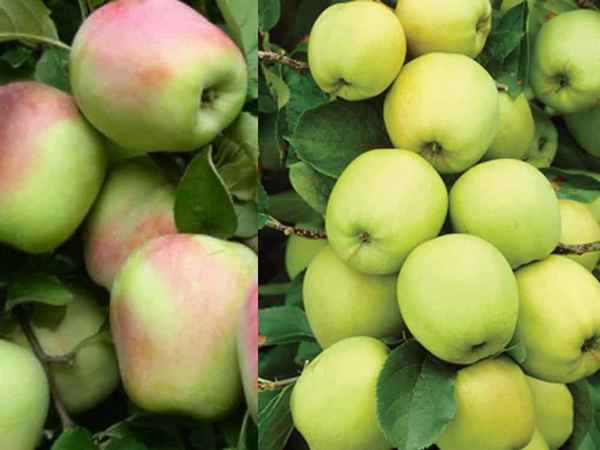 Яблоня сорта Прима: особенности выращивания и ухода