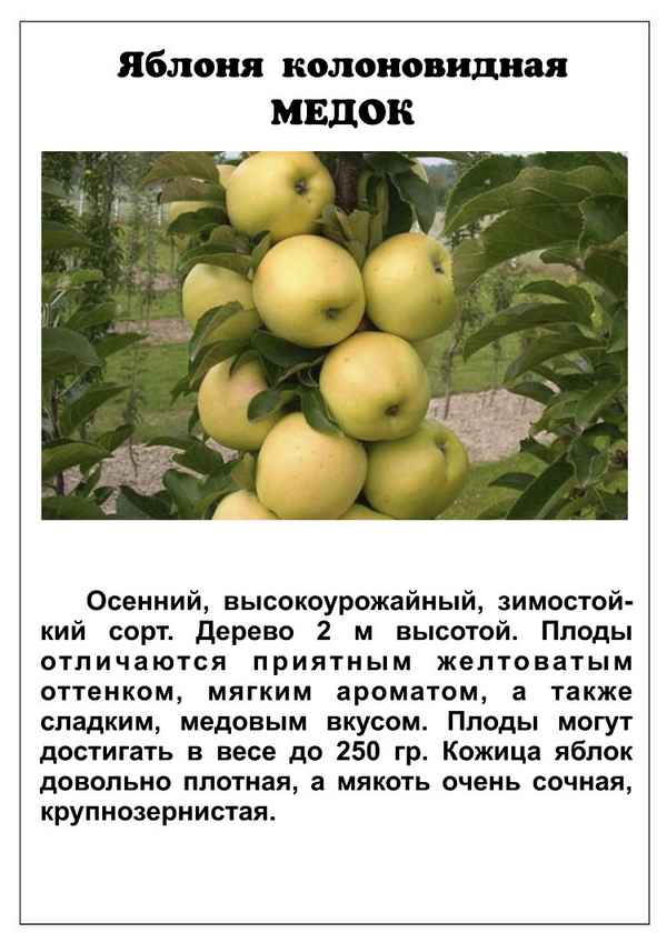 Особенности выращивания колоновидной яблони сорта Медок