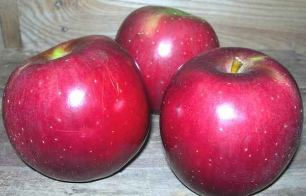 Описание и особенности сорта яблок Энтерпрайз