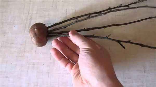 Как прорастить яблоню из ветки?