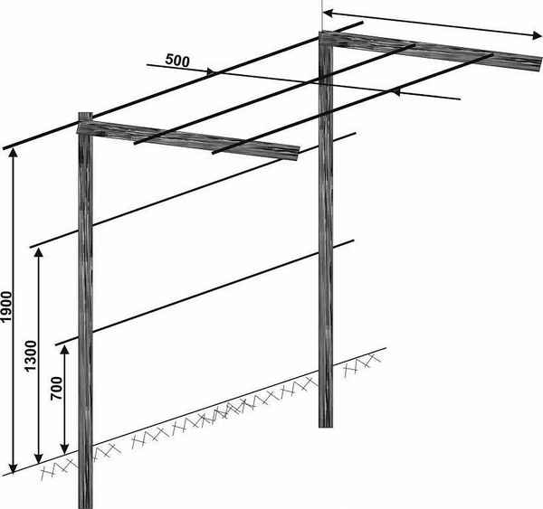 Как сделать шпалеру для винограда своими руками