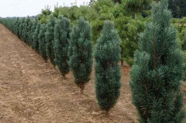 Описание сосны обыкновенной Фастигиата: посадка и уход