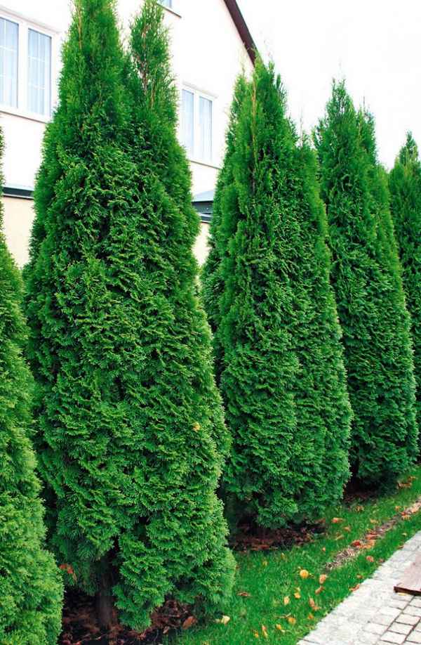 Популярные сорта западной туи, посадка и уход за ними